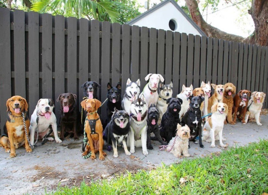 Собачий центр делает невозможное, идеально выстраивая песелей для групповых снимков