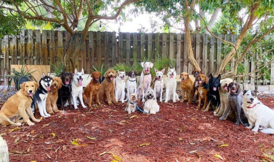 Собачий центр делает невозможное, идеально выстраивая песелей для групповых снимков