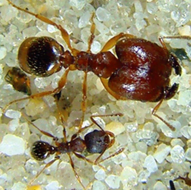 Про удивительное устройство муравьиного общества