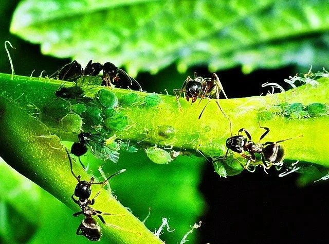 Про удивительное устройство муравьиного общества