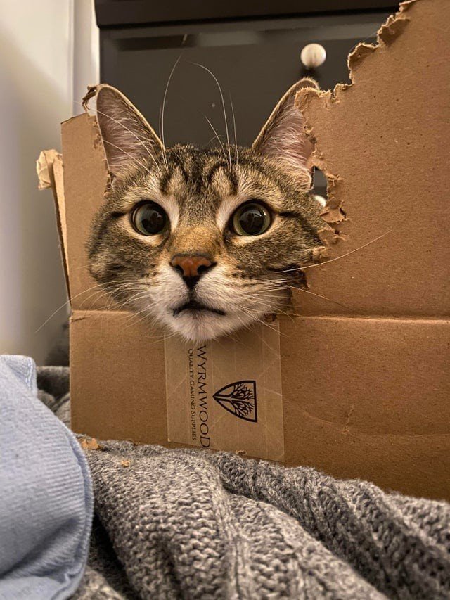 Котики и коробки: они просто созданы друг для друга коробке, кошки, коробки, коробку, когда, своей, никогда, возмущения», «коробкой, называем, милота, 12Какая, видел, раньше, место, головы, кошка, прогрыз, коробка»10Мой, картонная