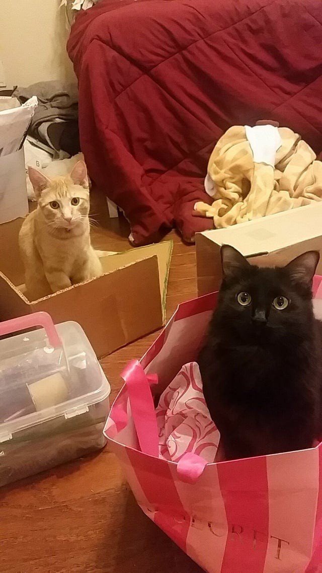 Котики и коробки: они просто созданы друг для друга