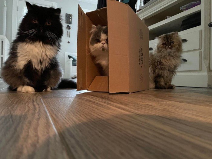 Котики и коробки: они просто созданы друг для друга коробке, кошки, коробки, коробку, когда, своей, никогда, возмущения», «коробкой, называем, милота, 12Какая, видел, раньше, место, головы, кошка, прогрыз, коробка»10Мой, картонная