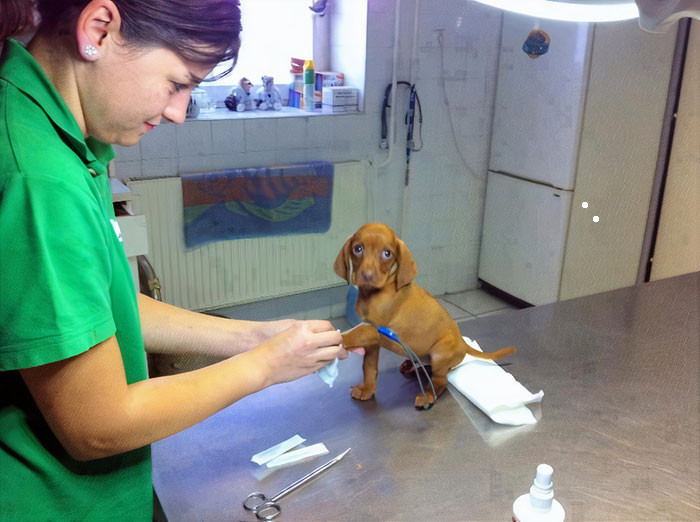 Трогательные снимки ветеринаров и их очаровательных пациентов