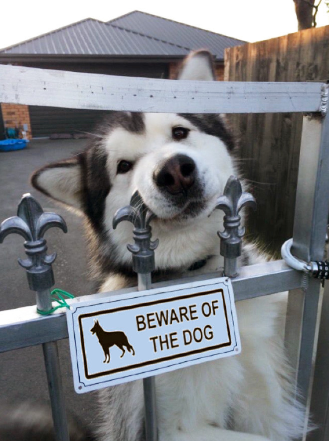 Свирепейшие звери за табличками «Осторожно, злая собака!»
