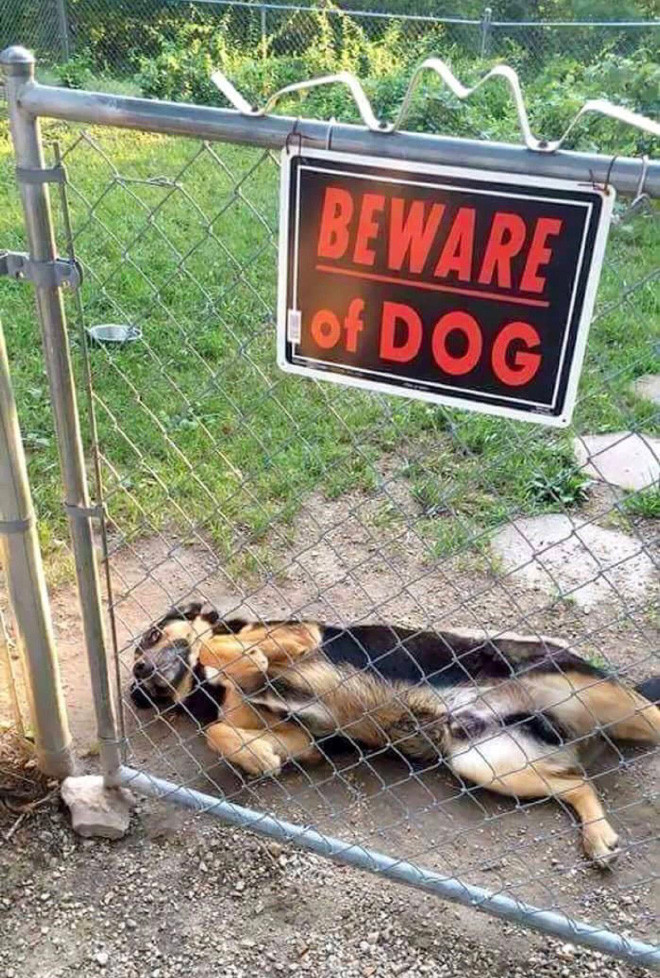 Свирепейшие звери за табличками Осторожно, злая собака!