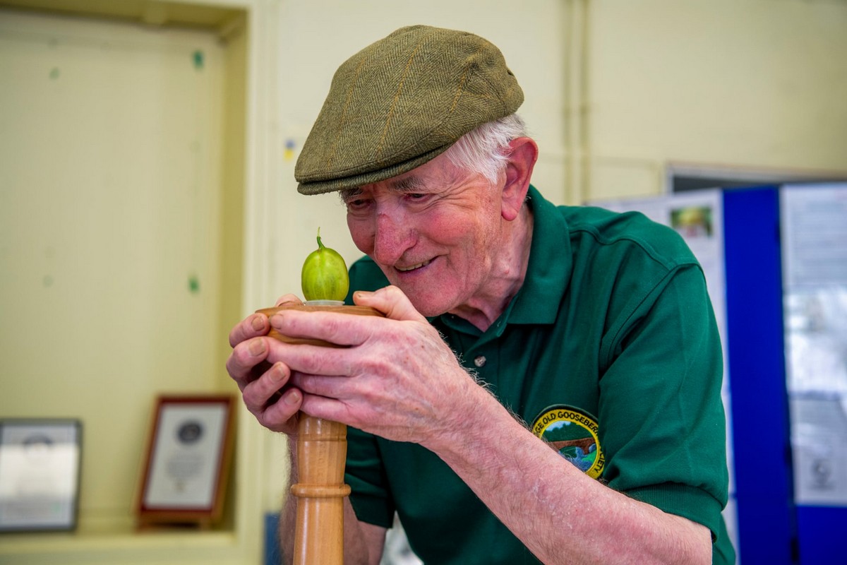 Конкурс на самую большую ягоду крыжовника в Йоркшире