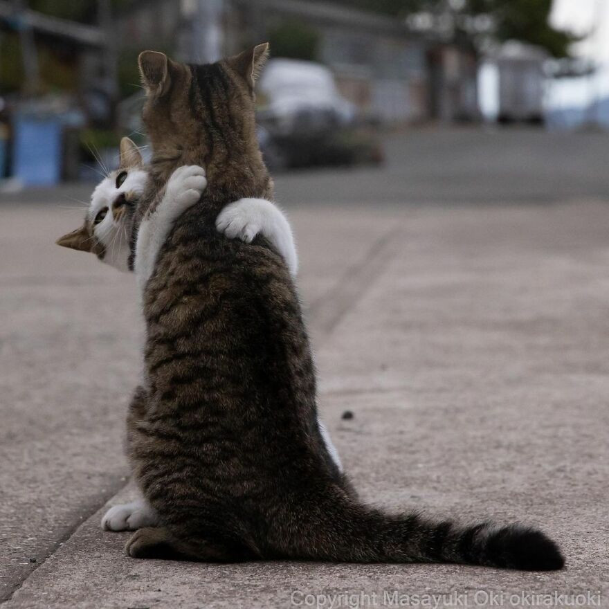 Японские уличные котики на снимках Масаюки Оки