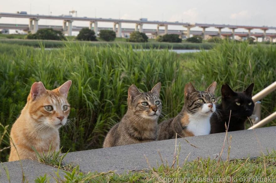 Японские уличные котики на снимках Масаюки Оки