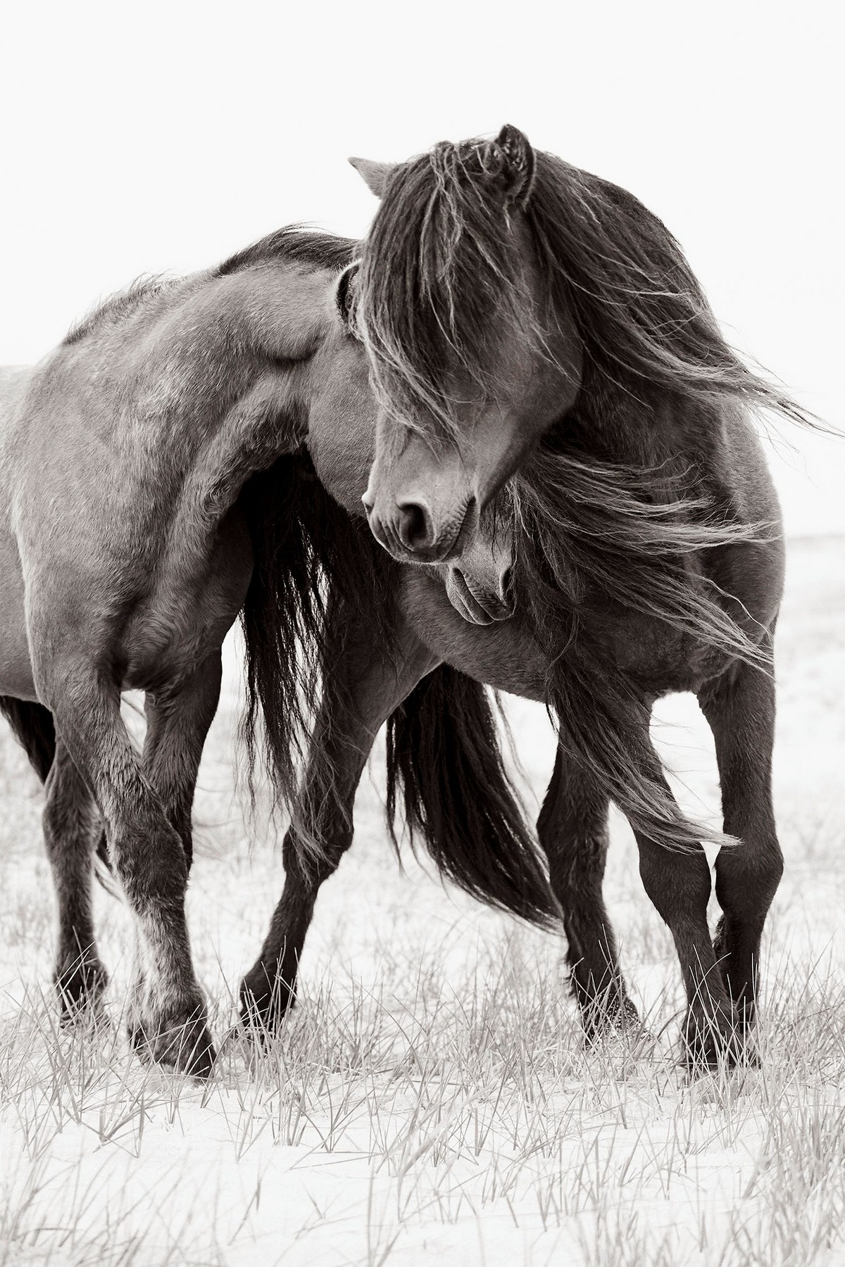 Снимки диких лошадей, живущих на одном из отдаленных островов мира