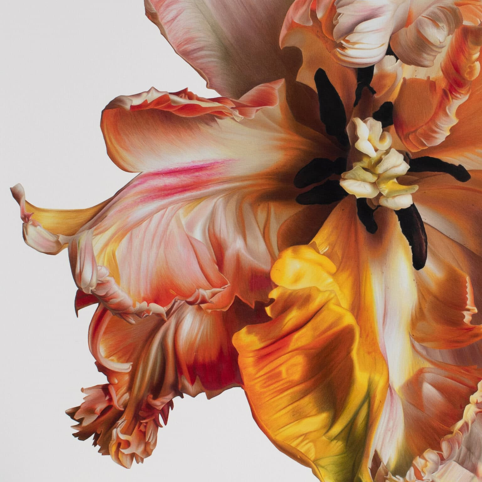 Гиперреалистичные рисунки цветов от австралийской художницы СиДжей Хендри