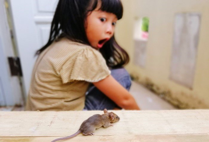 Почему девушки больше боятся мышей?