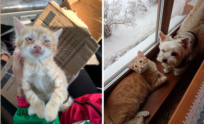 Котики на снимках до и после того, как они нашли любящих хозяев