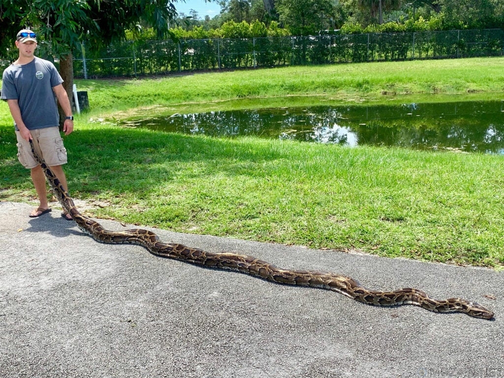 Самые большие змеи из когда-либо зарегистрированных