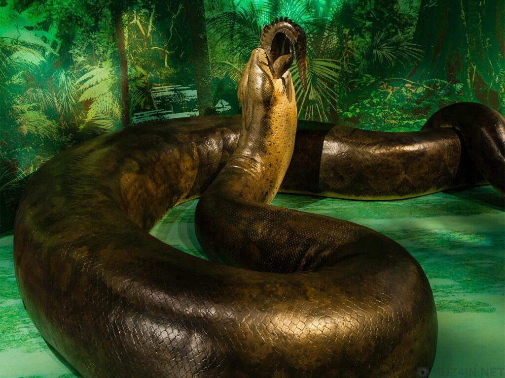 Самые большие змеи из когда-либо зарегистрированных