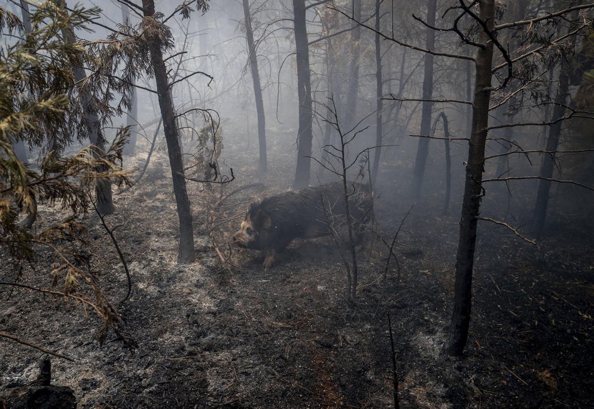 Пожар в Калифорнии уничтожил городок Гризли-Флэтс