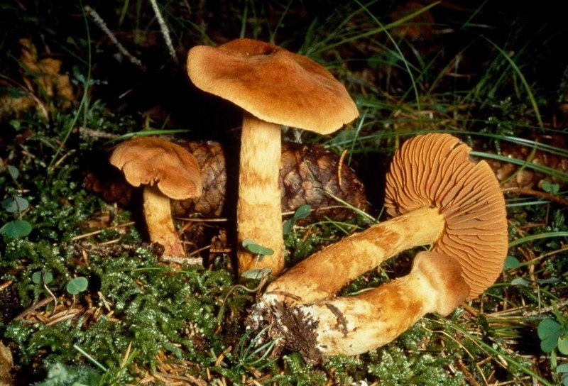 Ядовитые грибы и что произойдёт, если вы их съедите