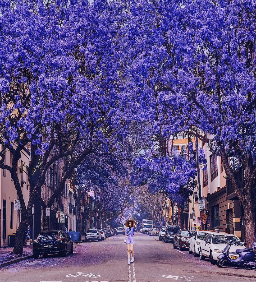 Австралия цветение джакаранда цветение