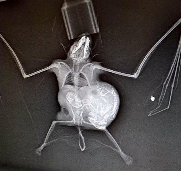 Удивительные и необычные рентгеновские снимки