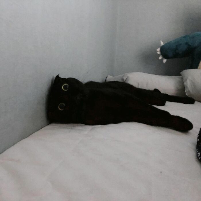 Чёрная кошка МонЧи стала знаменитостью Инстаграма