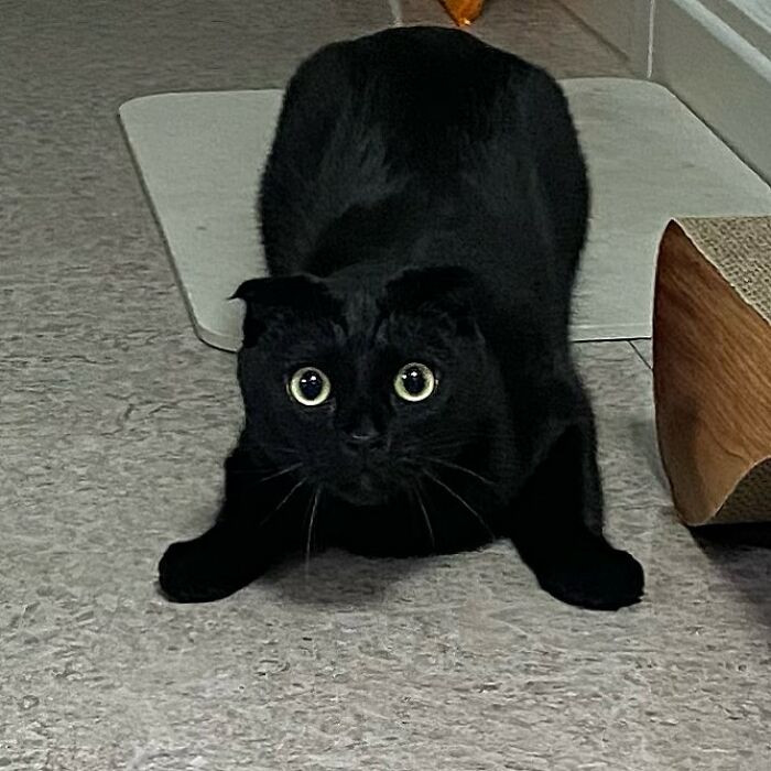 Чёрная кошка МонЧи стала знаменитостью Инстаграма