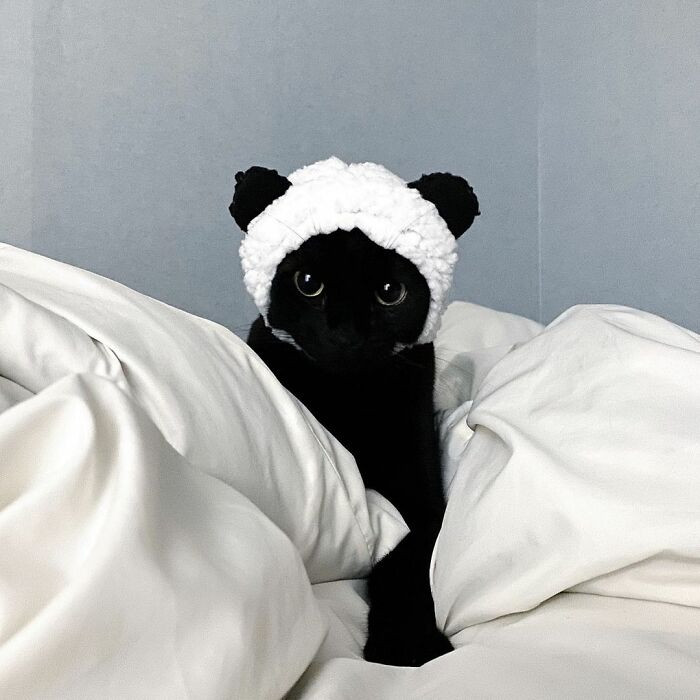Чёрная кошка МонЧи стала знаменитостью Инстаграма Животные
