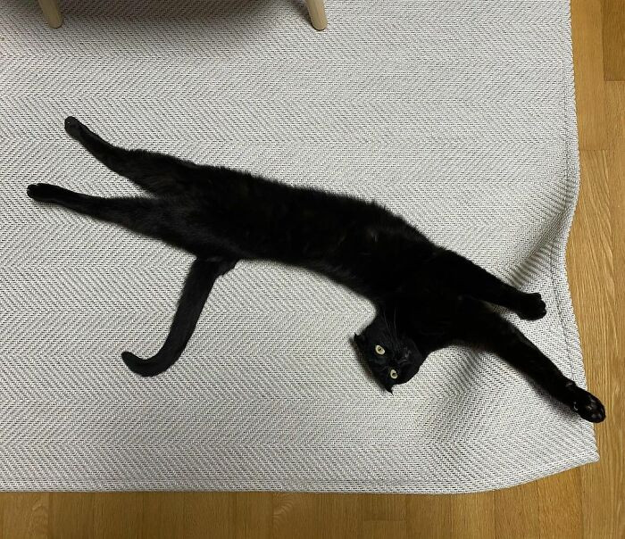 Чёрная кошка МонЧи стала знаменитостью Инстаграма Животные