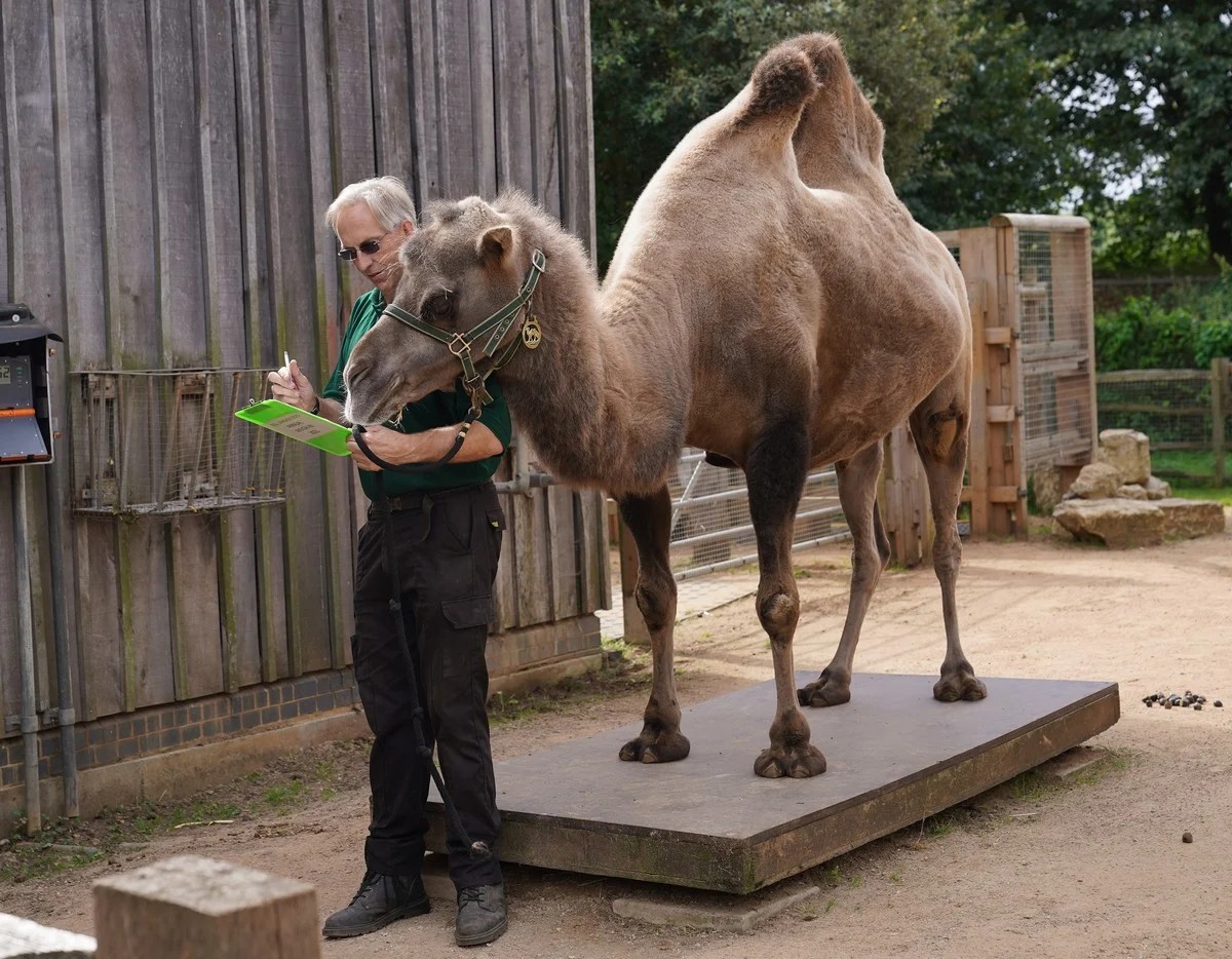 Ежегодное взвешивание животных в лондонском зоопарке