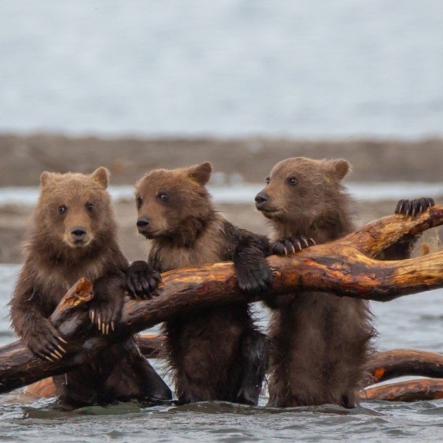 Медведи в подборке приятных снимков