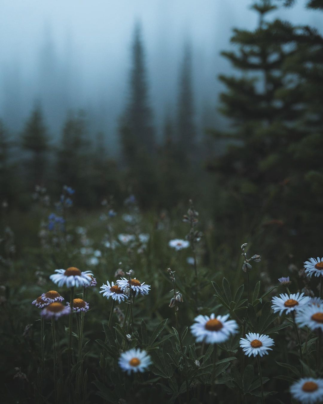 Природа вк