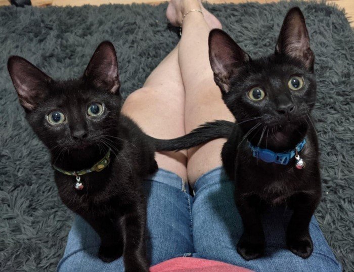 Чёрные котики приносят радость и умиление на снимках