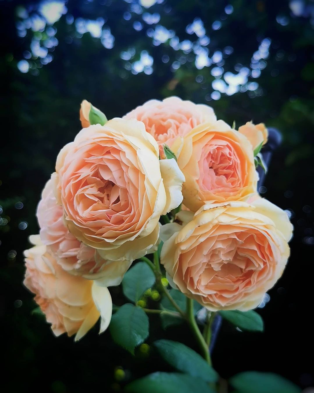 Красота цветов на снимках Кристины Войнович
