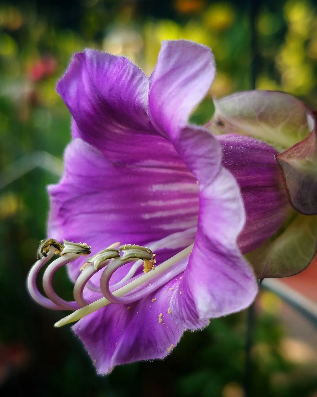 Красота цветов на снимках Кристины Войнович