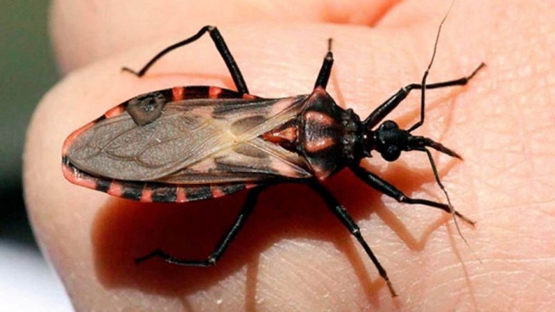 Смертельно опасные насекомые в нашем мире