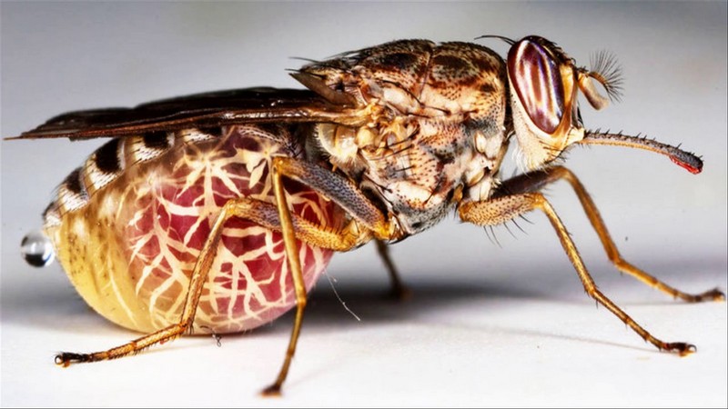 Смертельно опасные насекомые в нашем мире