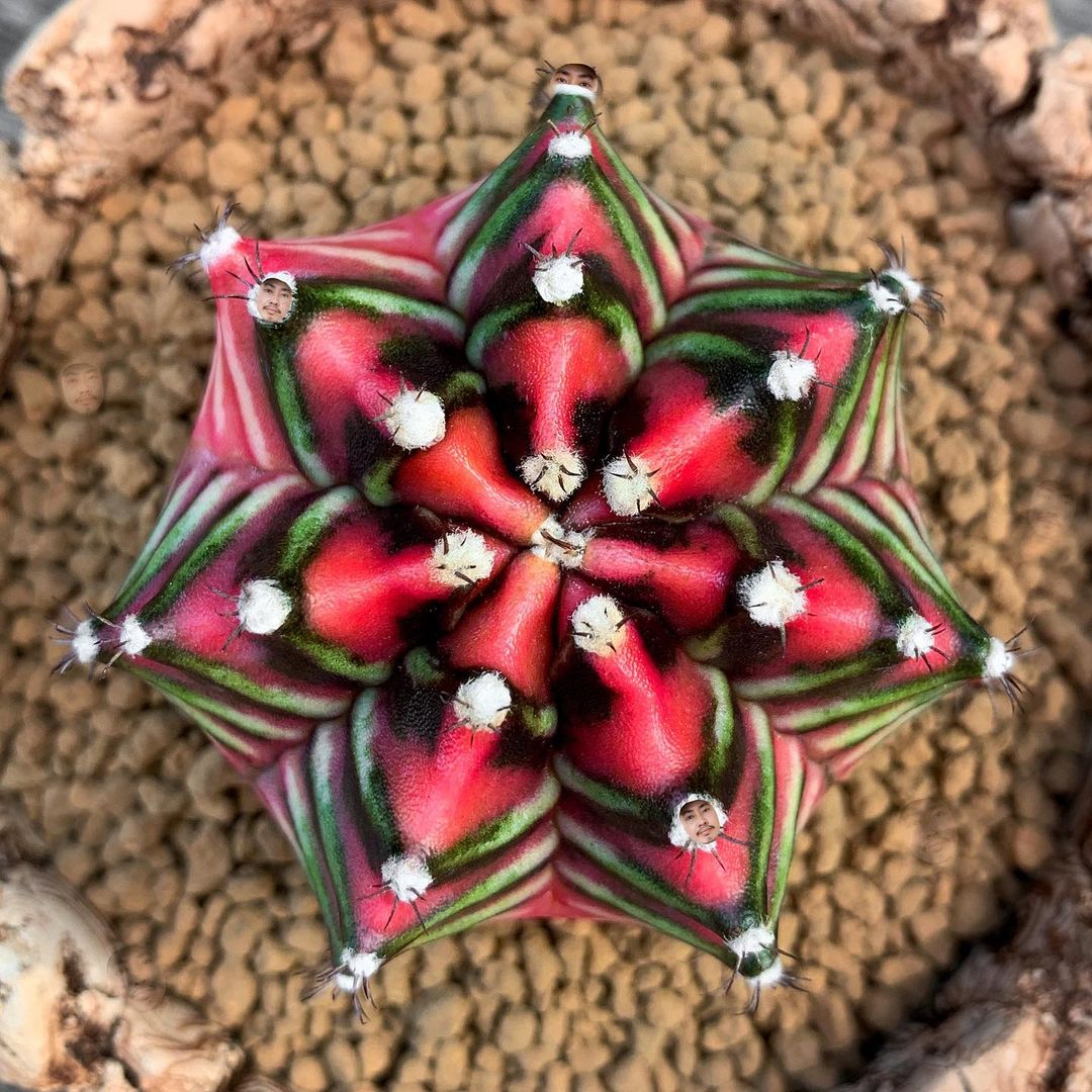 Кактусы и другие растения на снимках Ваширапола Дипрома