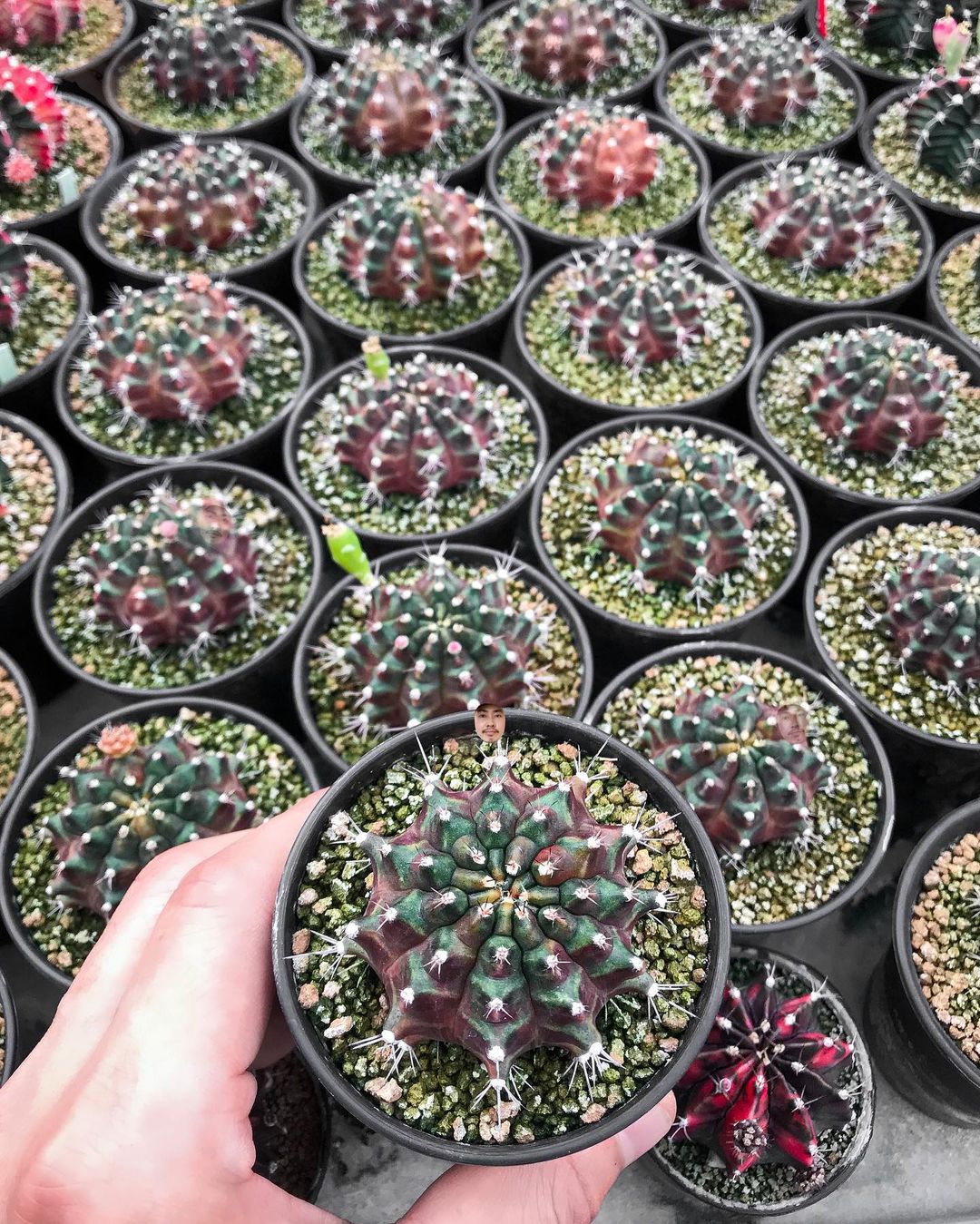 Кактусы и другие растения на снимках Ваширапола Дипрома