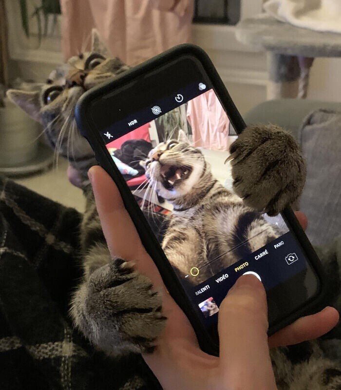 Забавные снимки с котейками для поднятия настроения