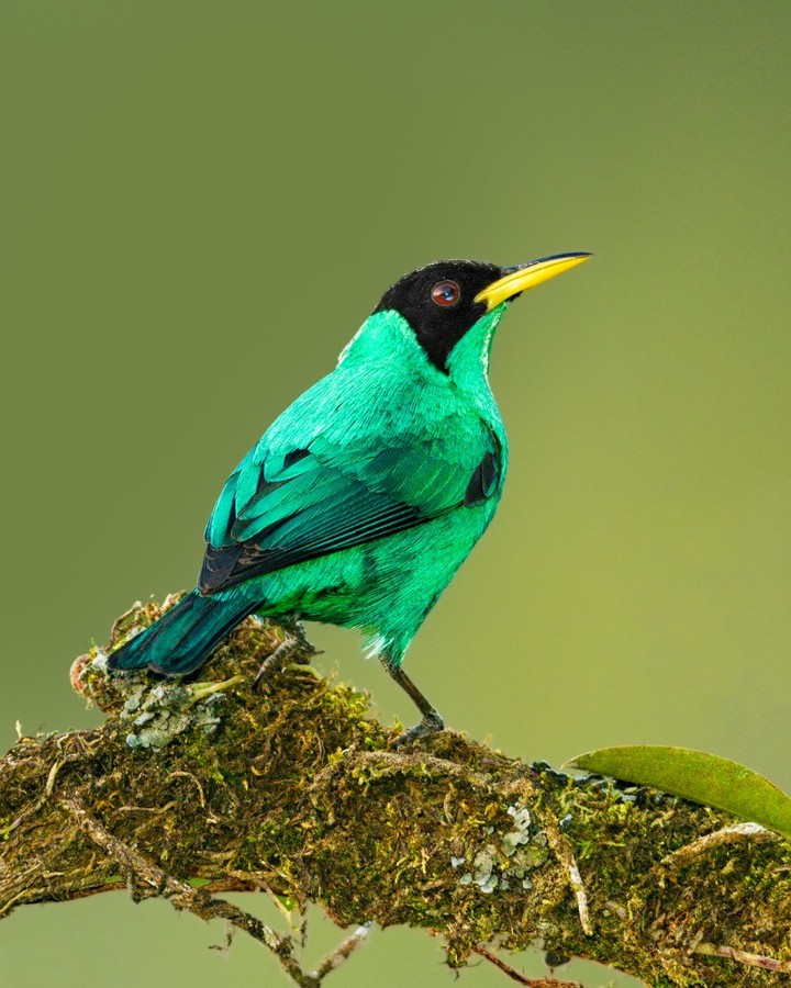 Яркие птицы на снимках Джалила Эль Харрара