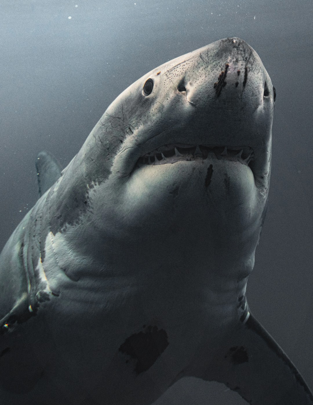 Экстремальные снимки больших белых акул