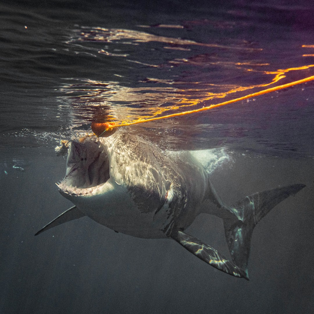 Экстремальные снимки больших белых акул