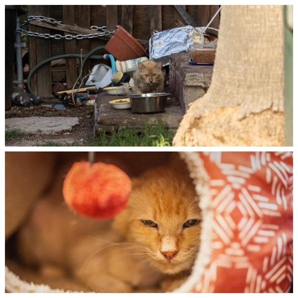 Милые животные до и после того, как они нашли дом и любящих хозяев