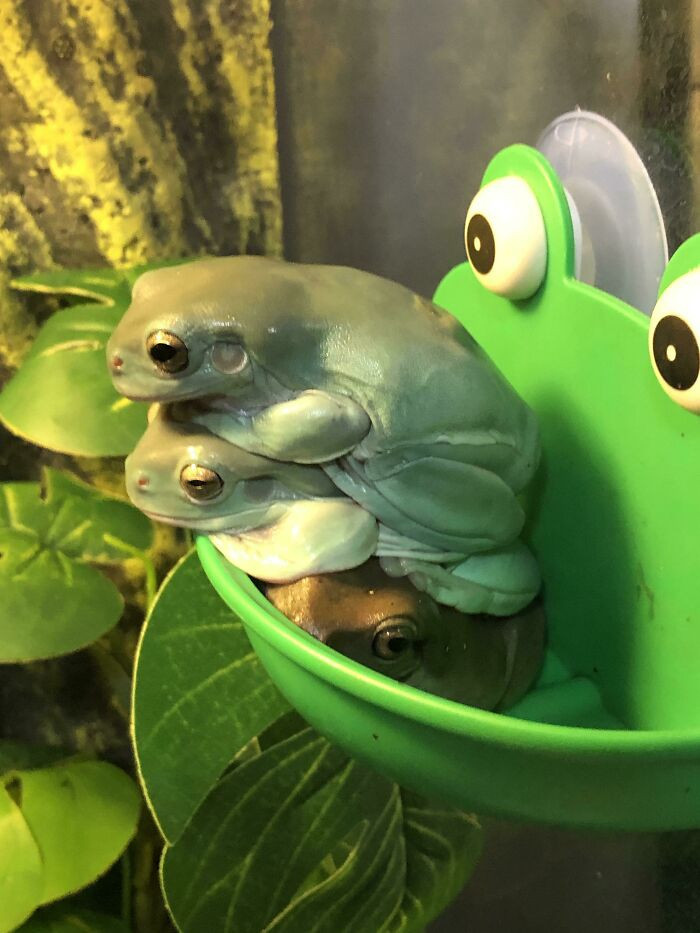Забавные снимки с лягушками заряжают позитивом