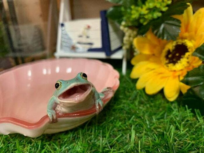 Забавные снимки с лягушками заряжают позитивом