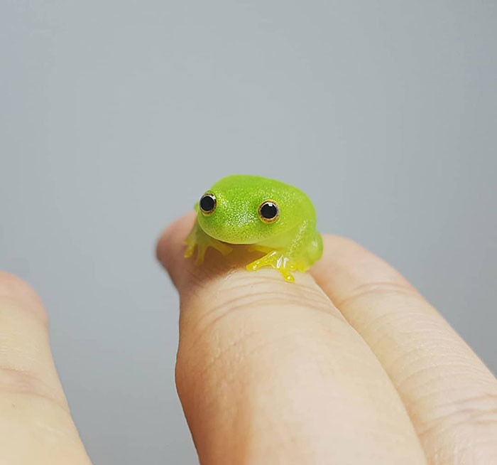 Снимки настолько крошечных животных, что они помещаются на пальцах