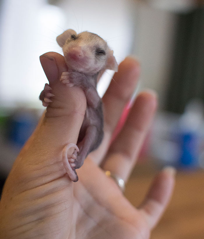 Снимки настолько крошечных животных, что они помещаются на пальцах