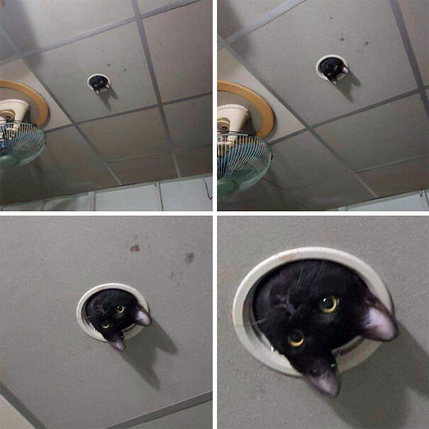 Внимание, вы находитесь под кошачьим наблюдением