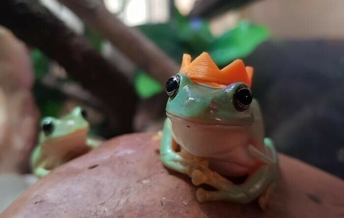 Снимки милых и смешных лягушек, которые заставят улыбнуться Животные