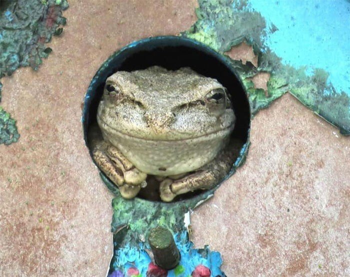 Снимки милых и смешных лягушек, которые заставят улыбнуться Животные
