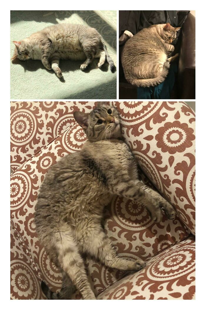 Снимки домашних питомцев, сделанные до и после их похудения